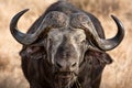 African Buffalo Royalty Free Stock Photo